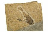 Oligocene Fossil Deep-Sea Hatchetfish (Polyipnus) - Poland #320585-1